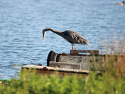 Bird from the north 