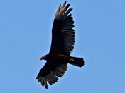 Bird from the north 
