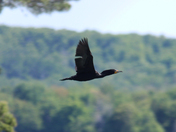 Bird from the north 