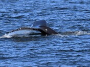 Watching minke whales from a campground.