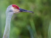 Sandhill Crane