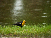 Yellow-headed Blackbird