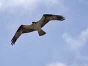 Osprey Catching the Breeze