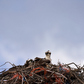 Previous upload