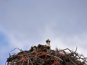 Protecting the Nest