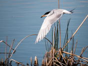 Diving Forsters Tern