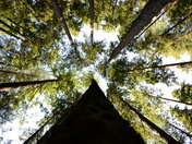 Look up and get amazed by nature's wonder