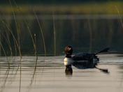 Loon Yoga