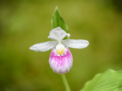 Showy Lady's Slipper ~ Cypripedium reginae