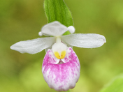 Up-close with a Showy Lady's Slipper