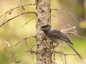 Juvenile Canada Jay