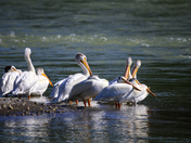 Pod of Pelicans