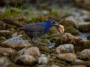 Common Grackle Crab Breakfast