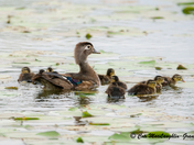 Wood duck mother and ducklings