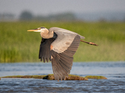 Heron in Flight