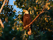 Sunset Eagle