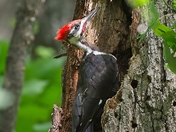 Pileated Woodpecker