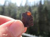 Amber with Insect Inclusion 