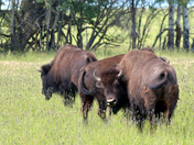 Heading for Shade - Bison