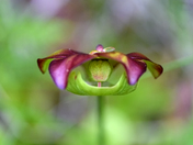 Purple Pitcher Plant