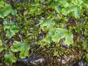 Snakewort