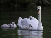 Cygnets on the morning walk