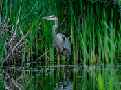 Great Blue Heron