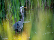 Great Blue Heron