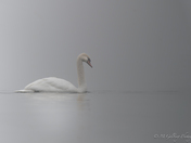 Asleep in the Fog