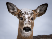 Snow Face