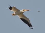 White Pelican