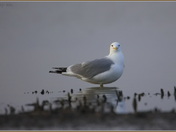 California Gull