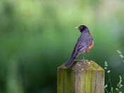 ROBIN