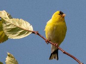 American Goldfinch