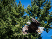 Adult bald eagle flying over top of trees near Pender Harbour, British Columbia