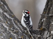 Małe Downy Woodpecker 