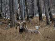 'Anyone can be a father, but it takes someone special to be a dad' 