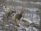 Early morning snowfall 