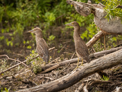 Black Crowned Night Heron