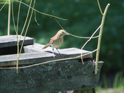 The Brown Thrasher 