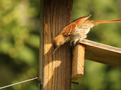 The Brown Thrasher 