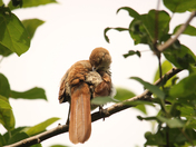 The Brown Thrasher 