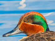Green winged teal 