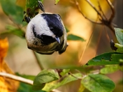 A little chickadee