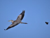 Blue heron is chased by a little bird.