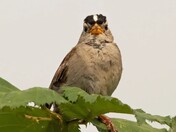 White Crownned Sparrow Song and Stare