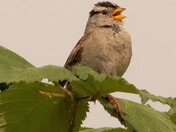 White Crownned Sparrow Song and Stare