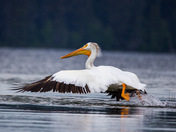 American White Pelican 