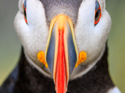 Staredown
