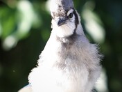 Blue Jay